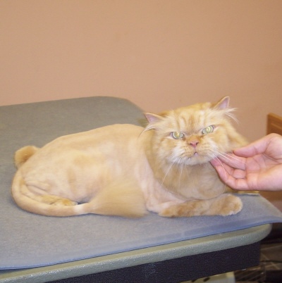 cat2